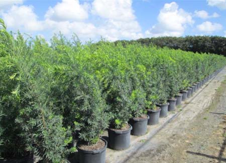 Podocarpus Hedges For Sale In Florida